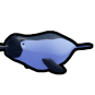 Narwhal
