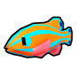 Orange Basslet