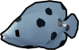 Panther Grouper
