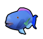 Parrot Fish