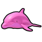 Pink Dolphin