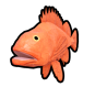 Rockfish