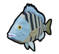 Sheepshead Fish