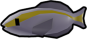 Skunk Tilefish