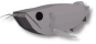 Silver Arowana