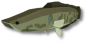 Northern Snakehead