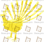 Peacock (Golden)