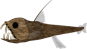 Sloane's Viperfish