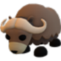 Musk Ox