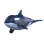 Orca