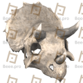 Triceratops