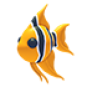 Angelfish