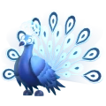 Moonbeam Peacock