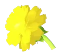 Golden Dandelion