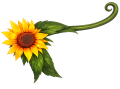 Sunflower Knife