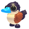Ruddy Duck