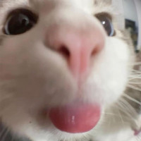 suffoque