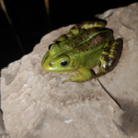 FROG 070