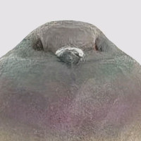 Egorikoh