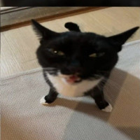 kleif